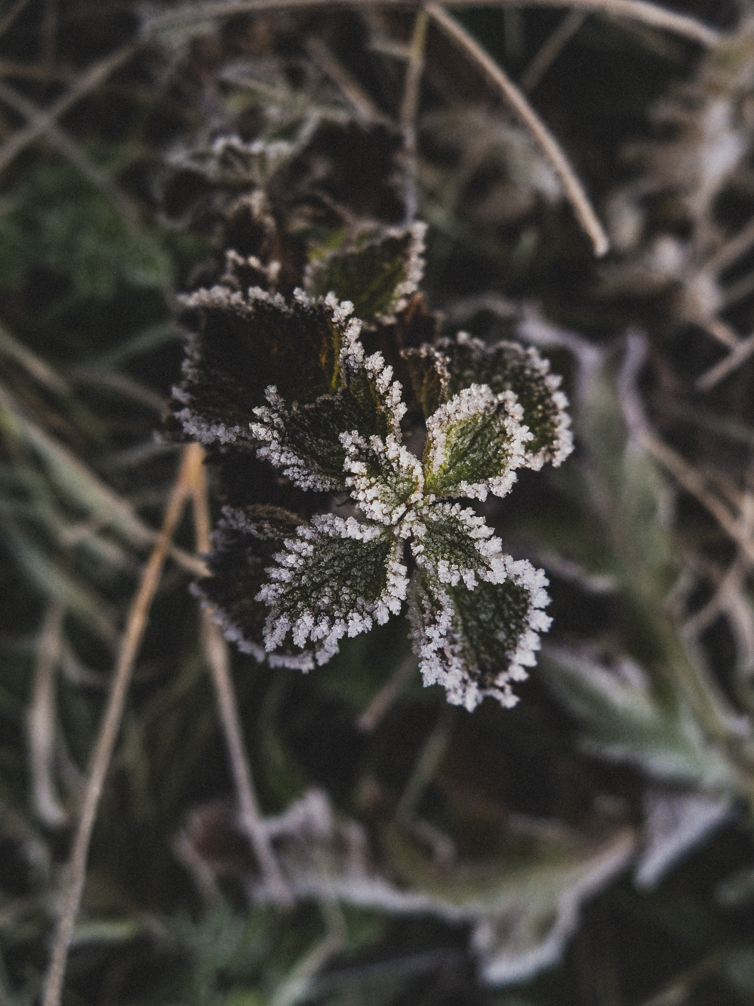 A photo walk with Fuji