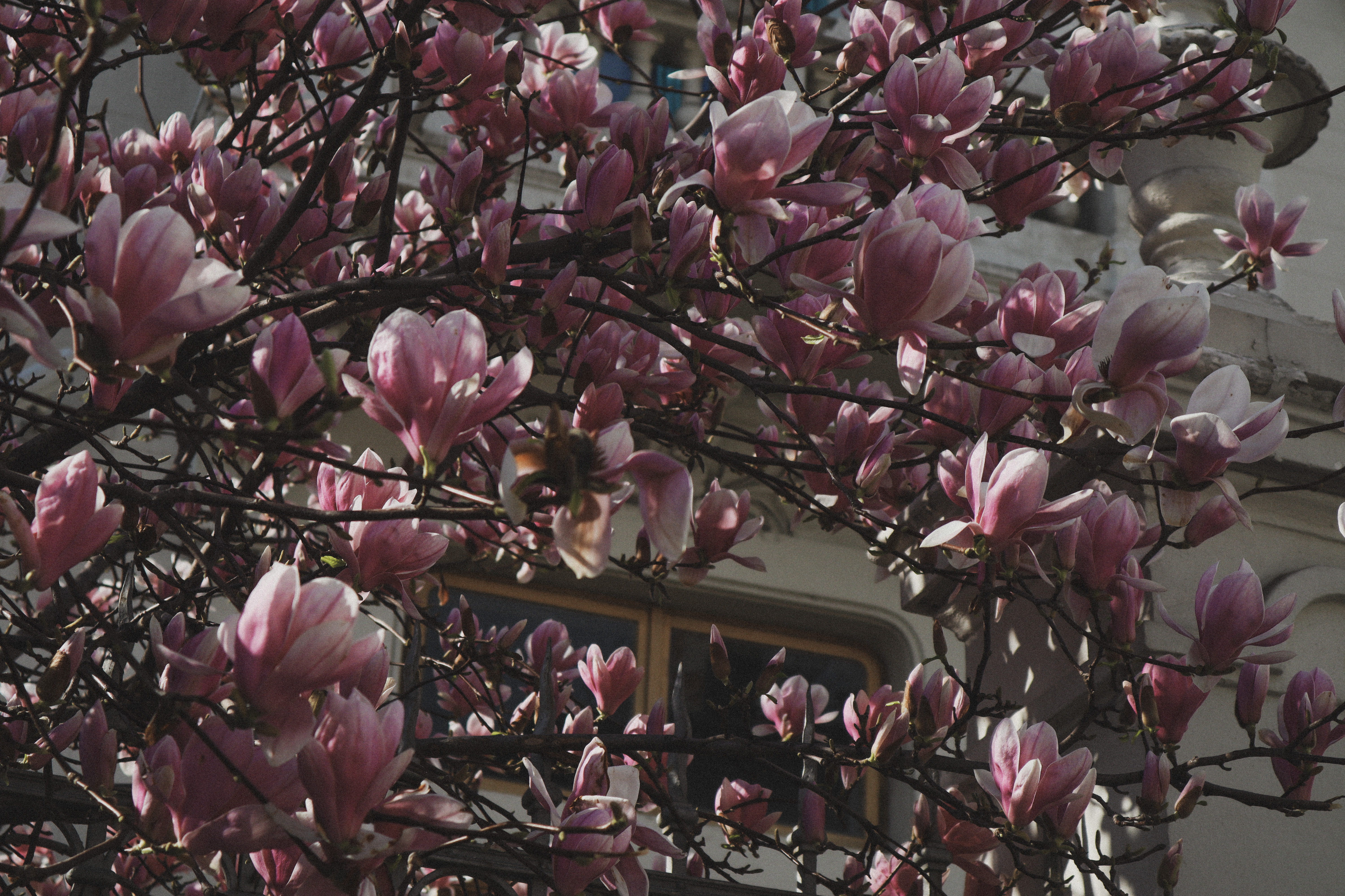 Pink spice & everything nice!