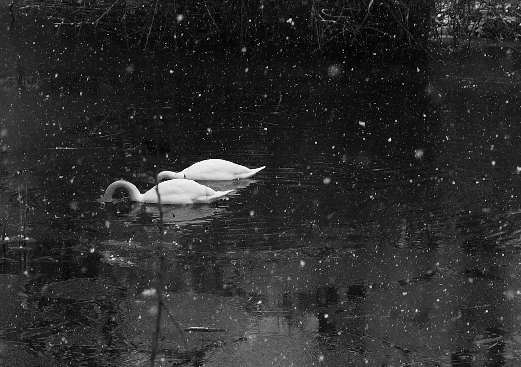 Finding joy beyond screens