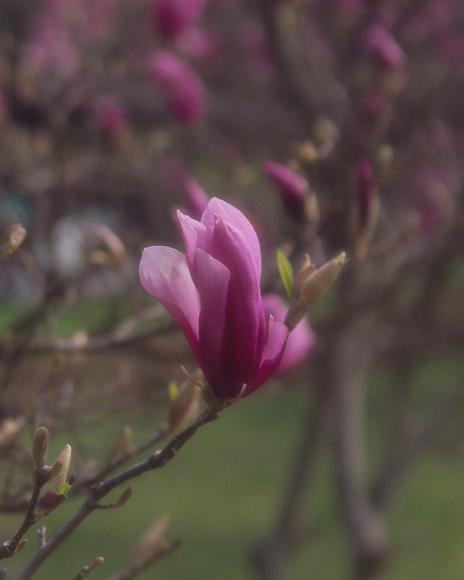 Florals.. for spring? Groundbreaking!